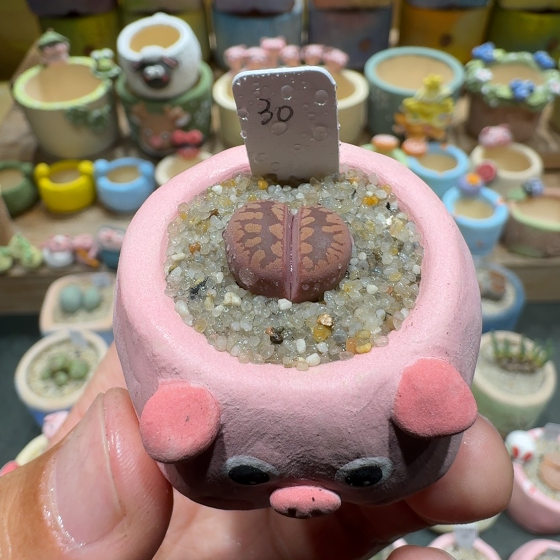 蘑菇1074紫牙多肉植物