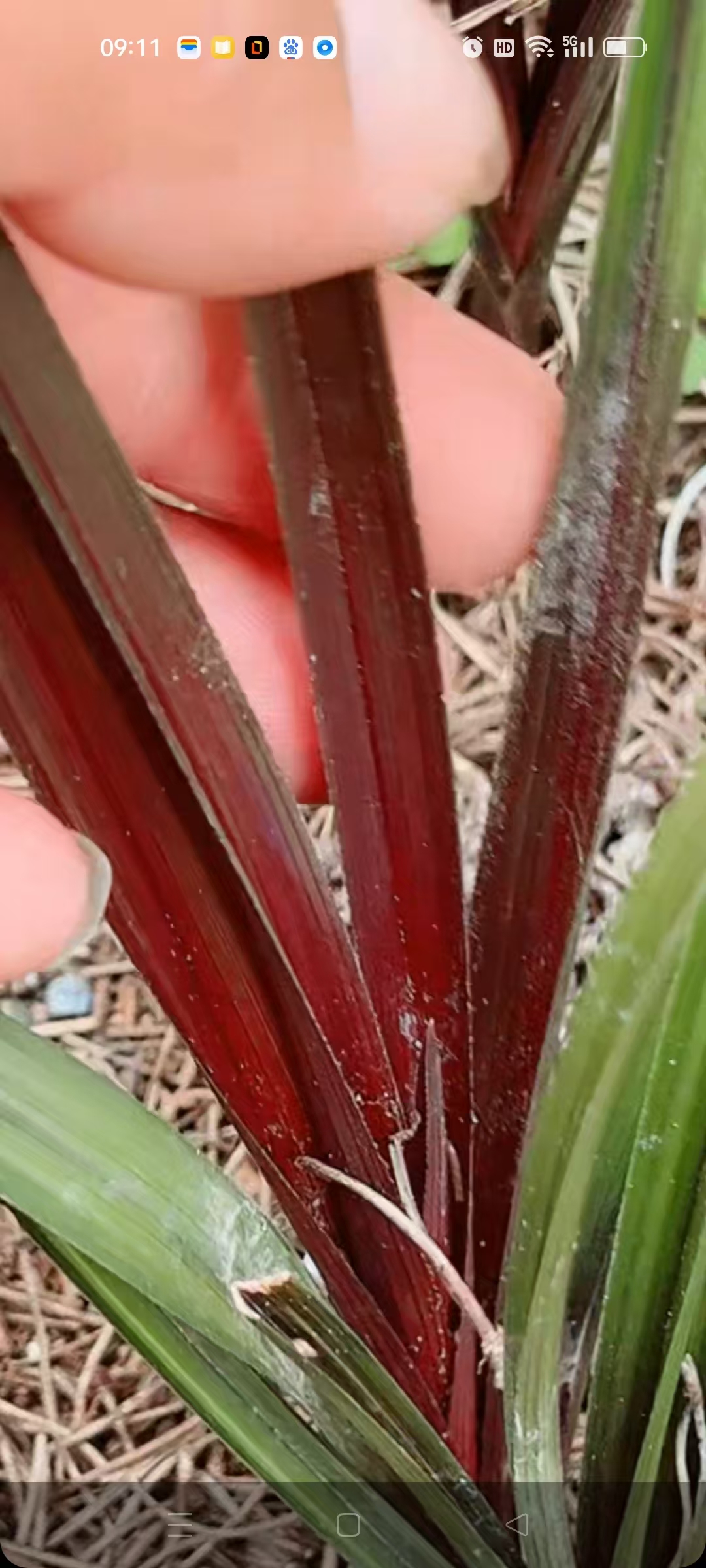 兰花四川直播专用（小黄车一物一拍）