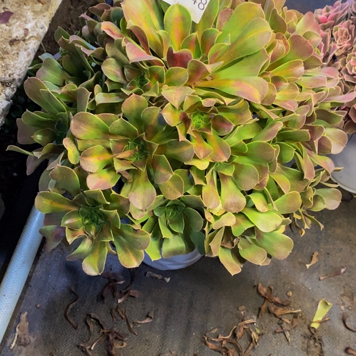 中班锦多肉断头不包1648