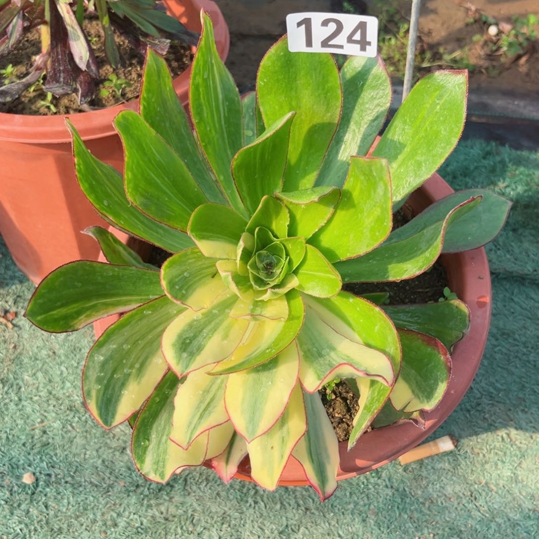124魅影七彩多肉植物