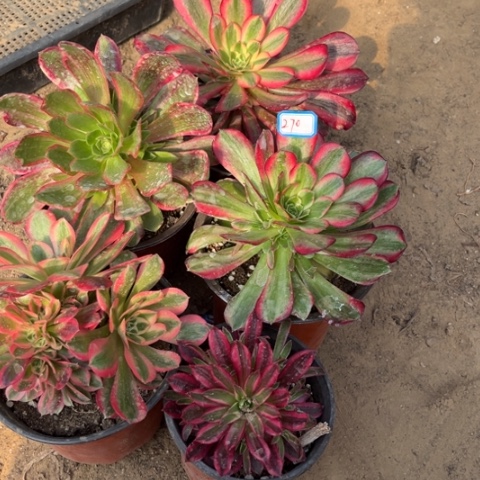 270多肉植物组合