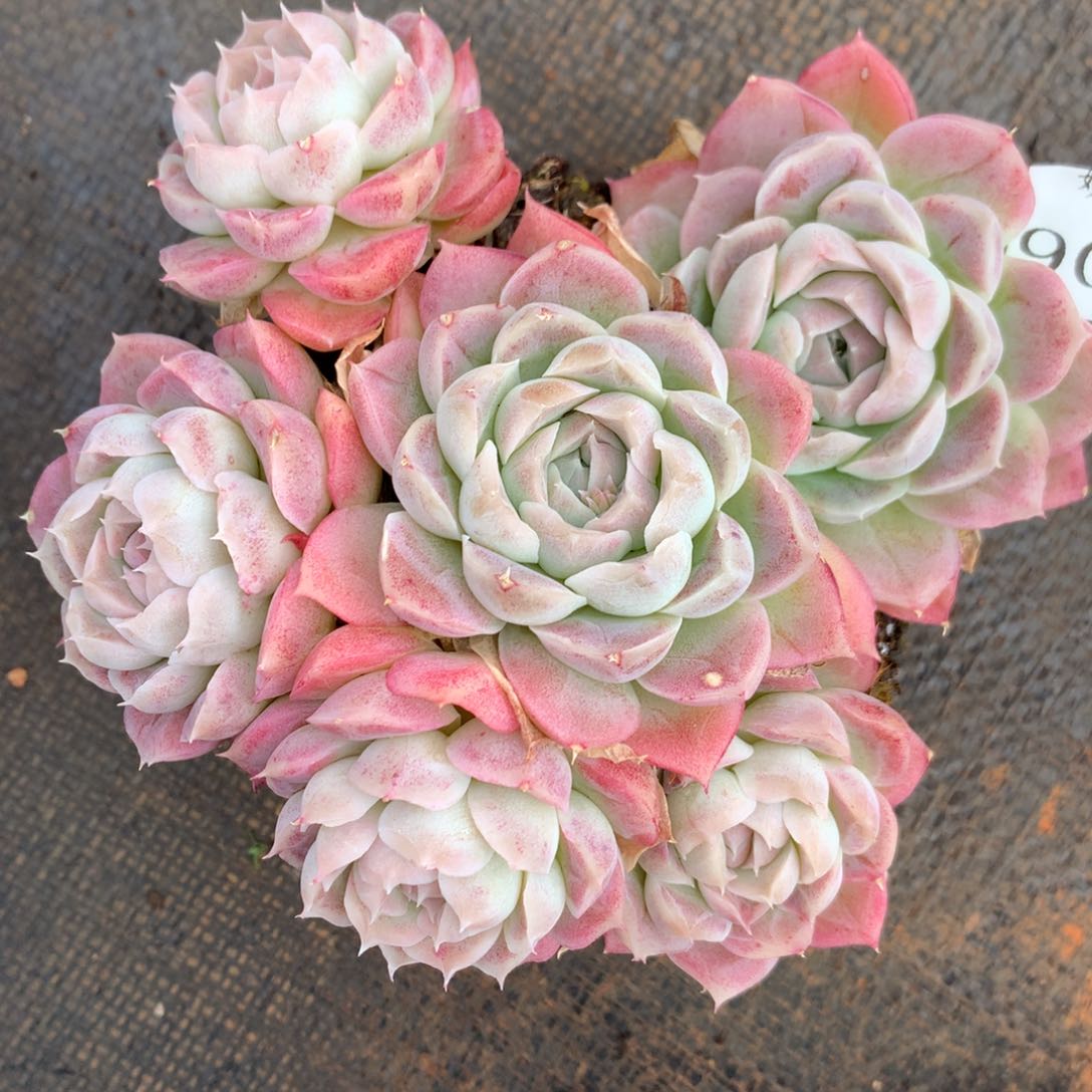 9045杂交多肉植物