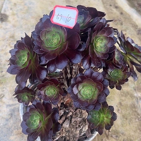 多肉赤耶连59不包断枝