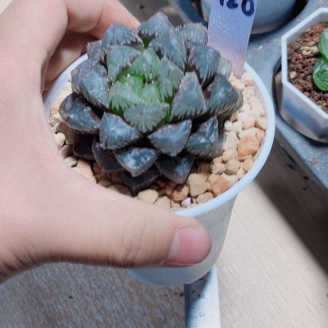 好看肉肉都是精品