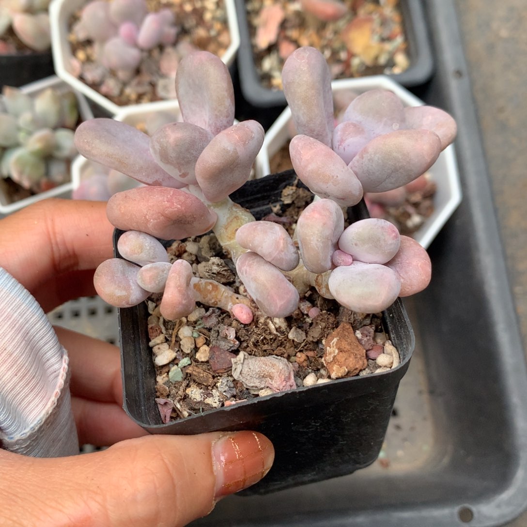 原始奶不满28发到付，发一片叶，~瑕疵不售后