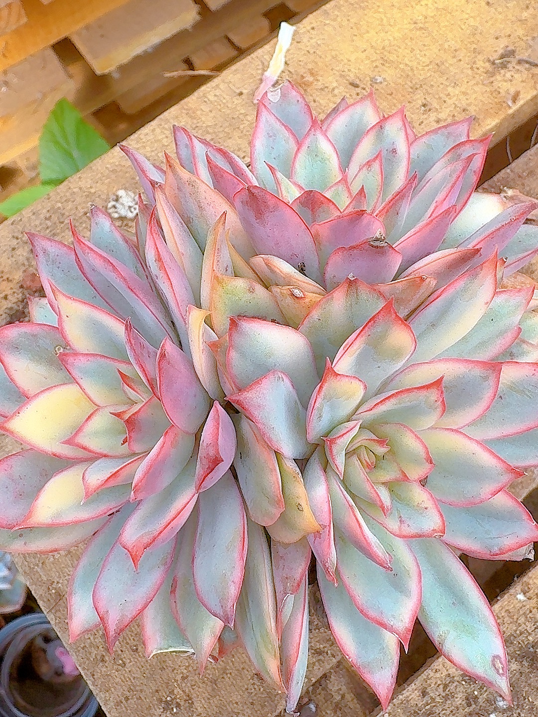 月光女神锦（2单包邮）小美花园精品老桩多肉鲜花绿植新手好养庭院