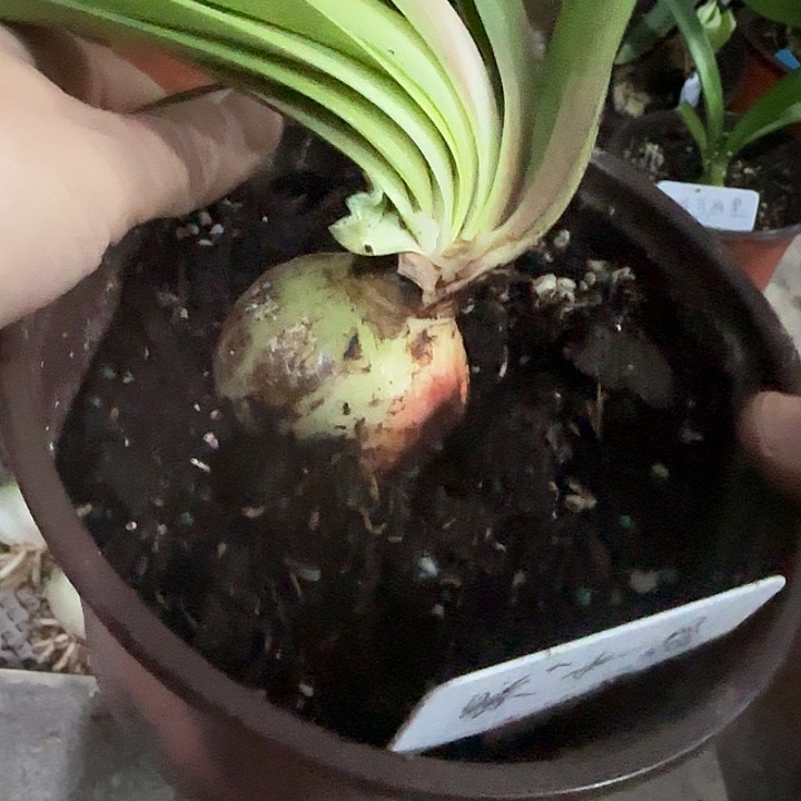 紫水晶5cm，裸球发货