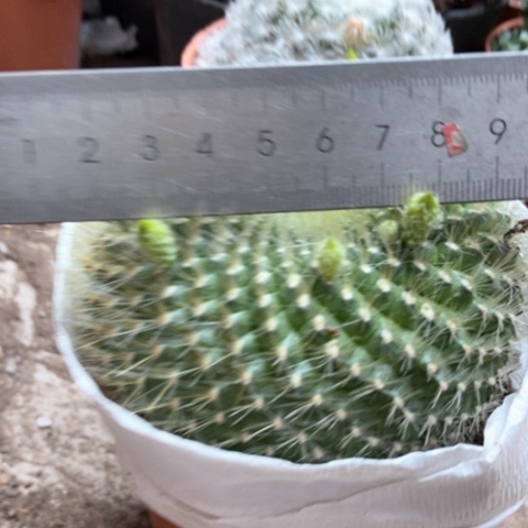 绿雪小提琴15米仙人球