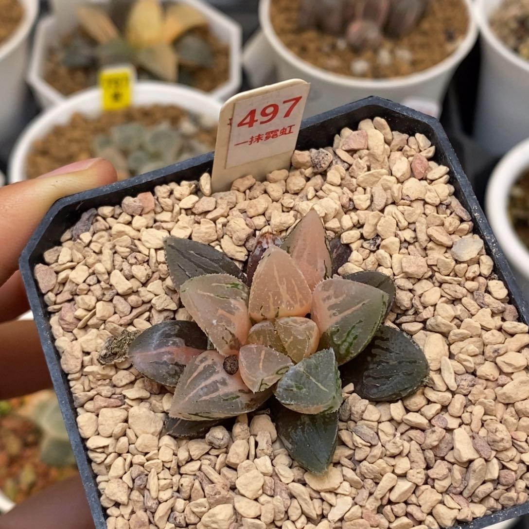 497冰砂糖寿多肉植物