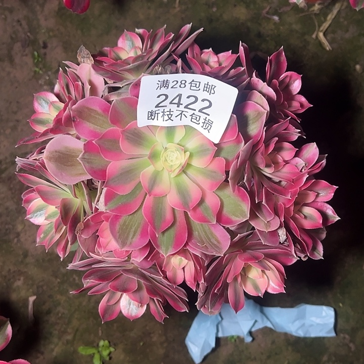 2422粉女巫多肉植物