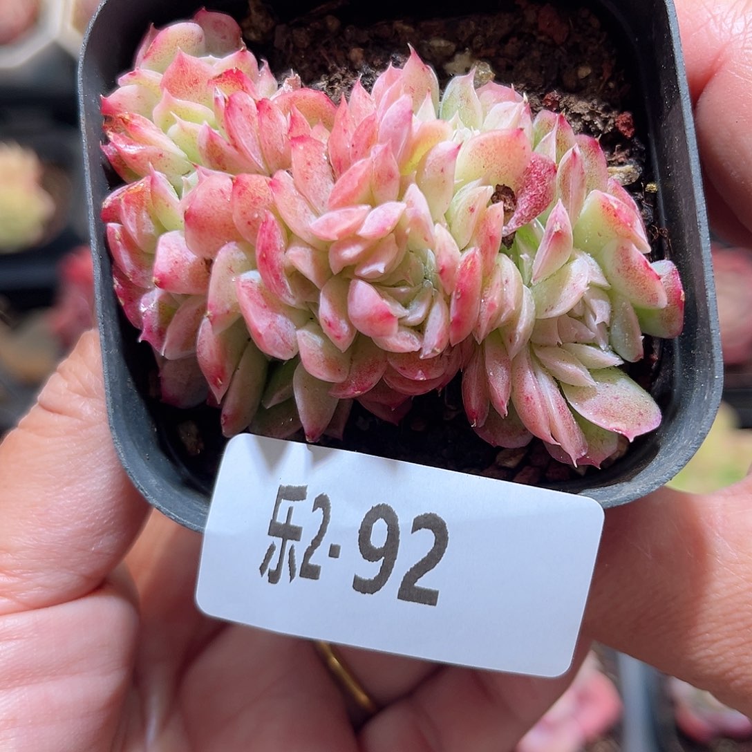 乐2-92 星颖缀化