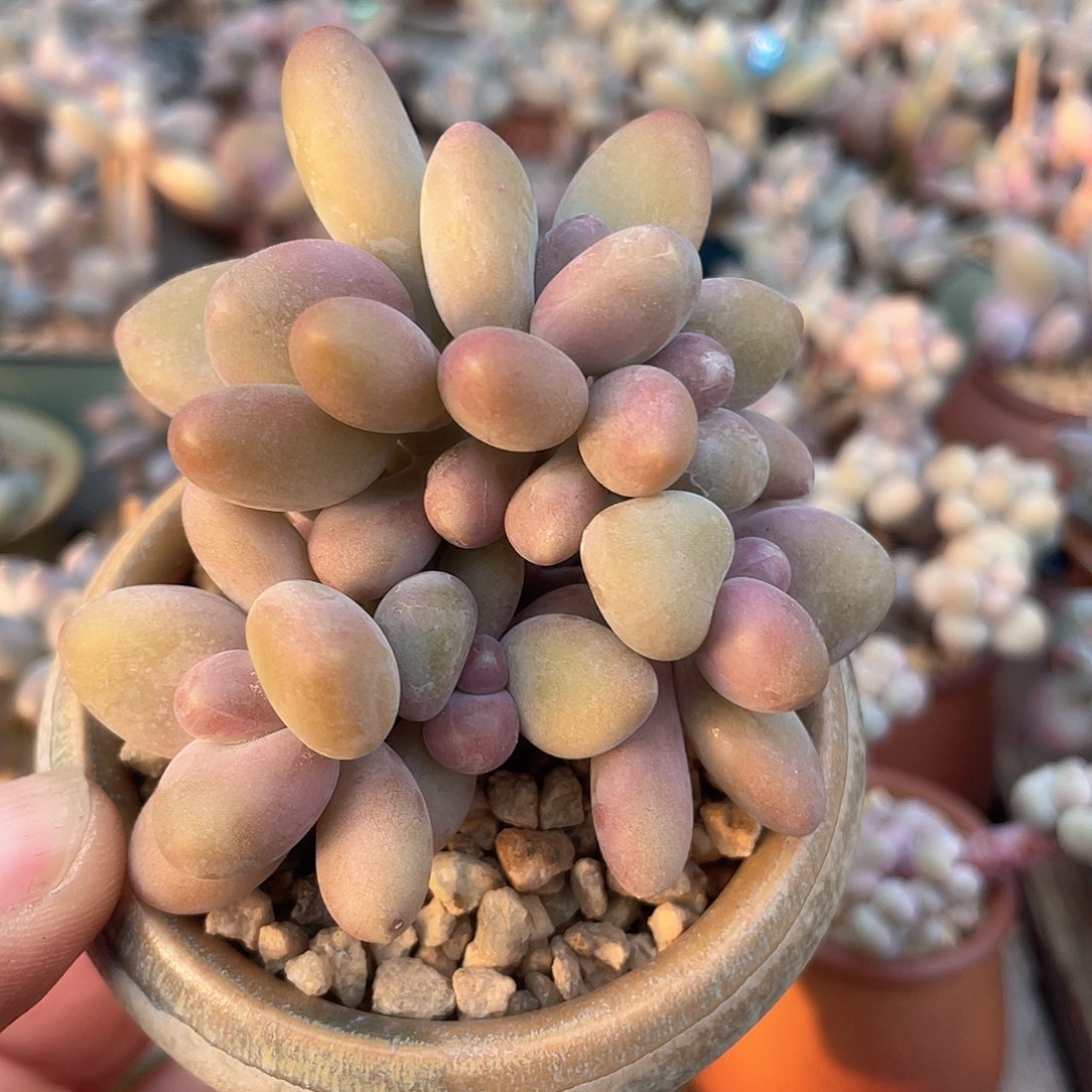 芒果朵朵缀 脱土发货 7口盆