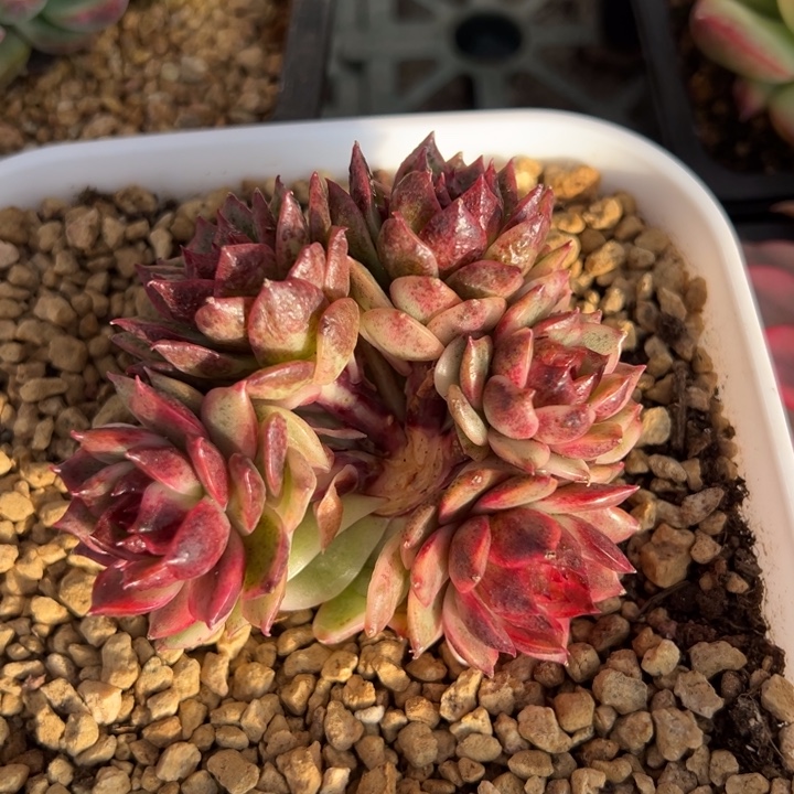 祥***云溏心黑水晶锦一物一拍锦龙