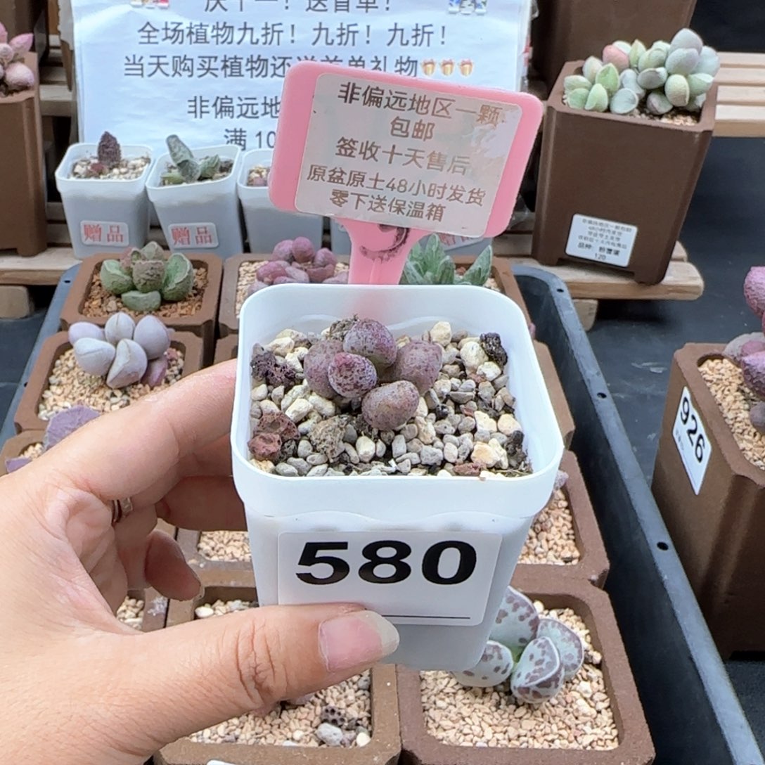 沐*づ580蜜桃格林多肉植物