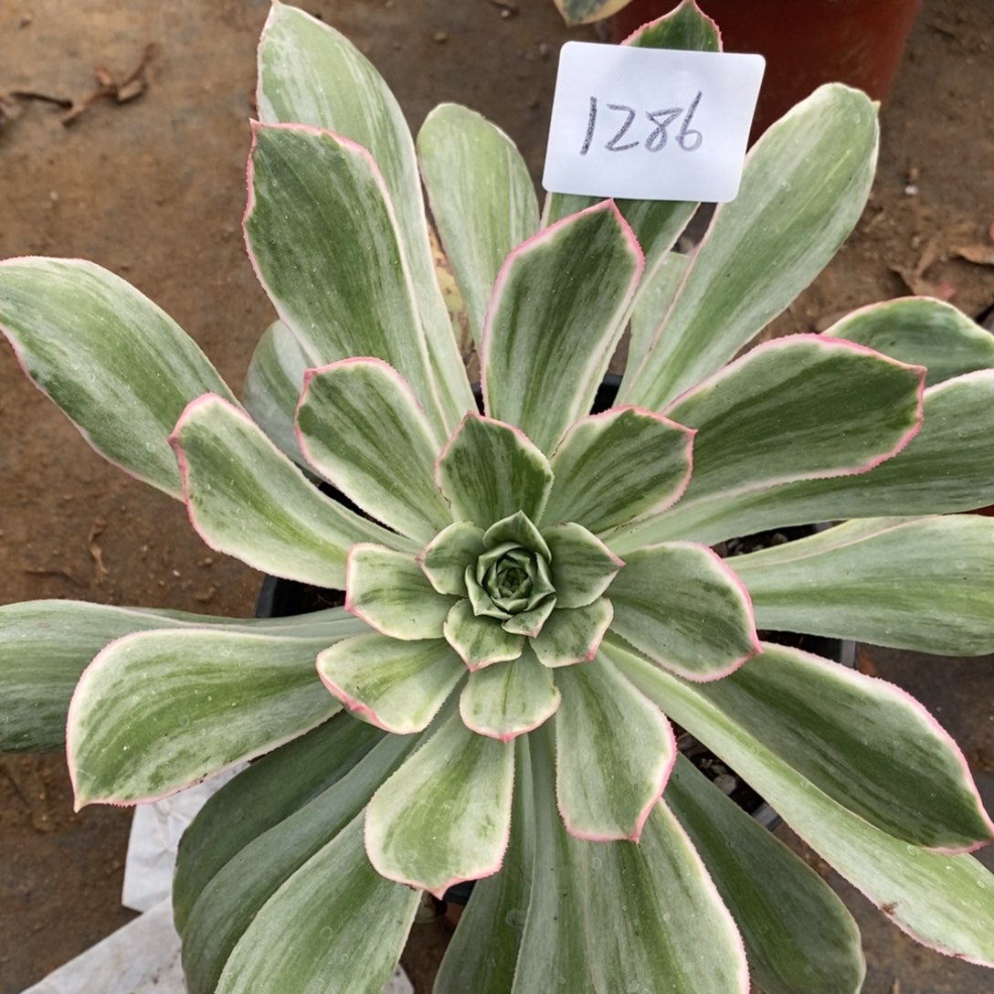 1286白发魔女多肉植物