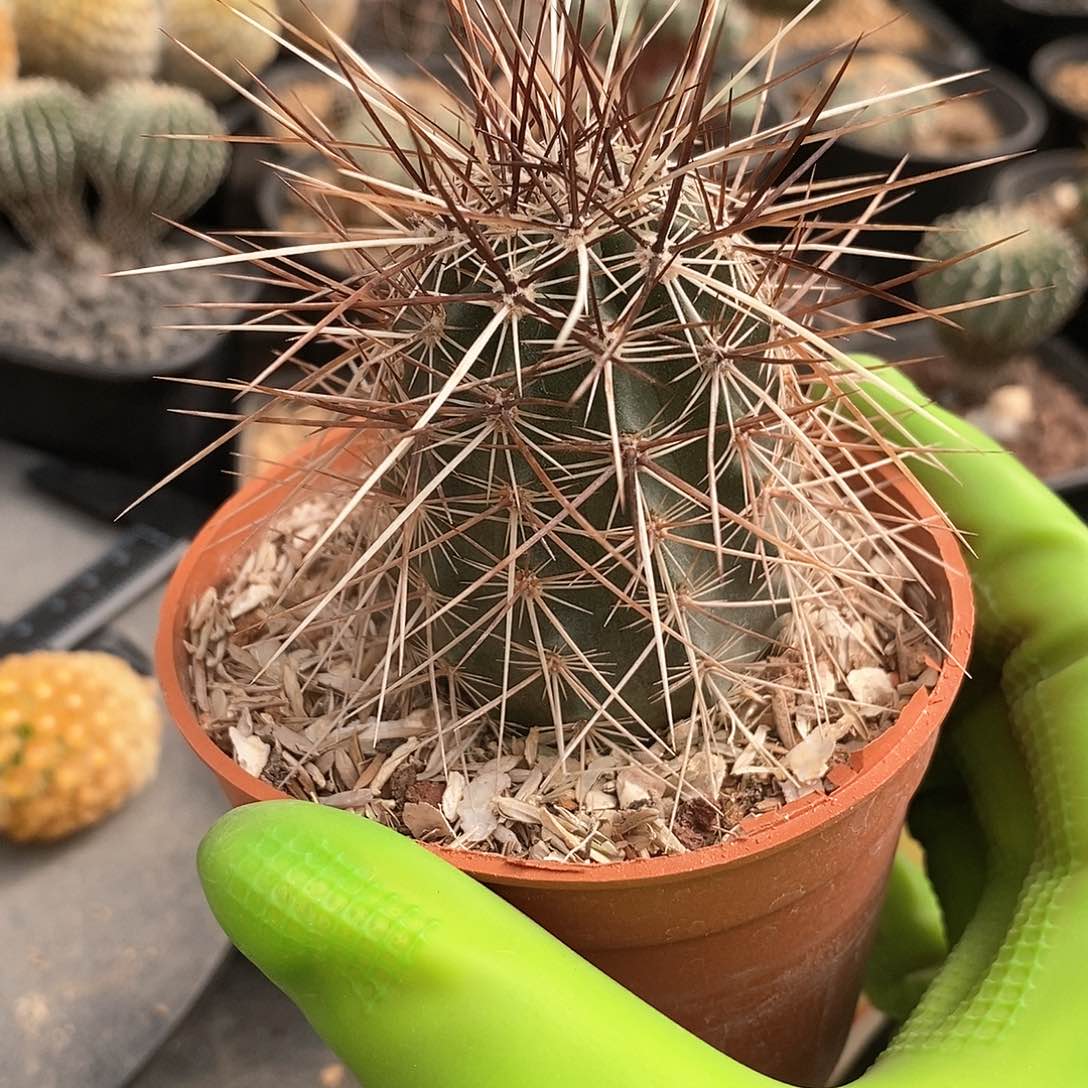 进****鱼实生犰狳司虾仙人球