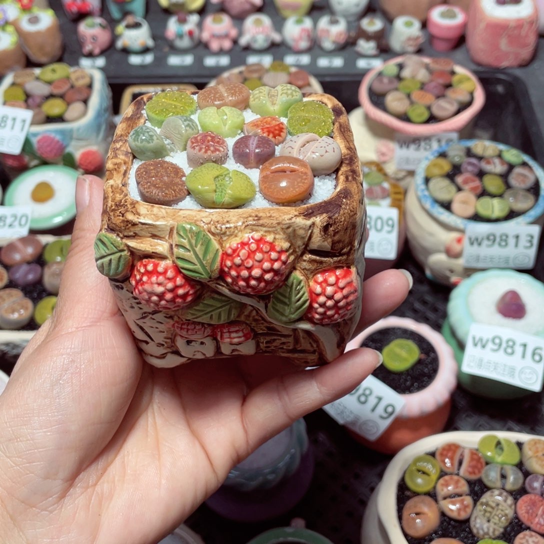 w9825 带盆土发货-零下地区拍保温箱