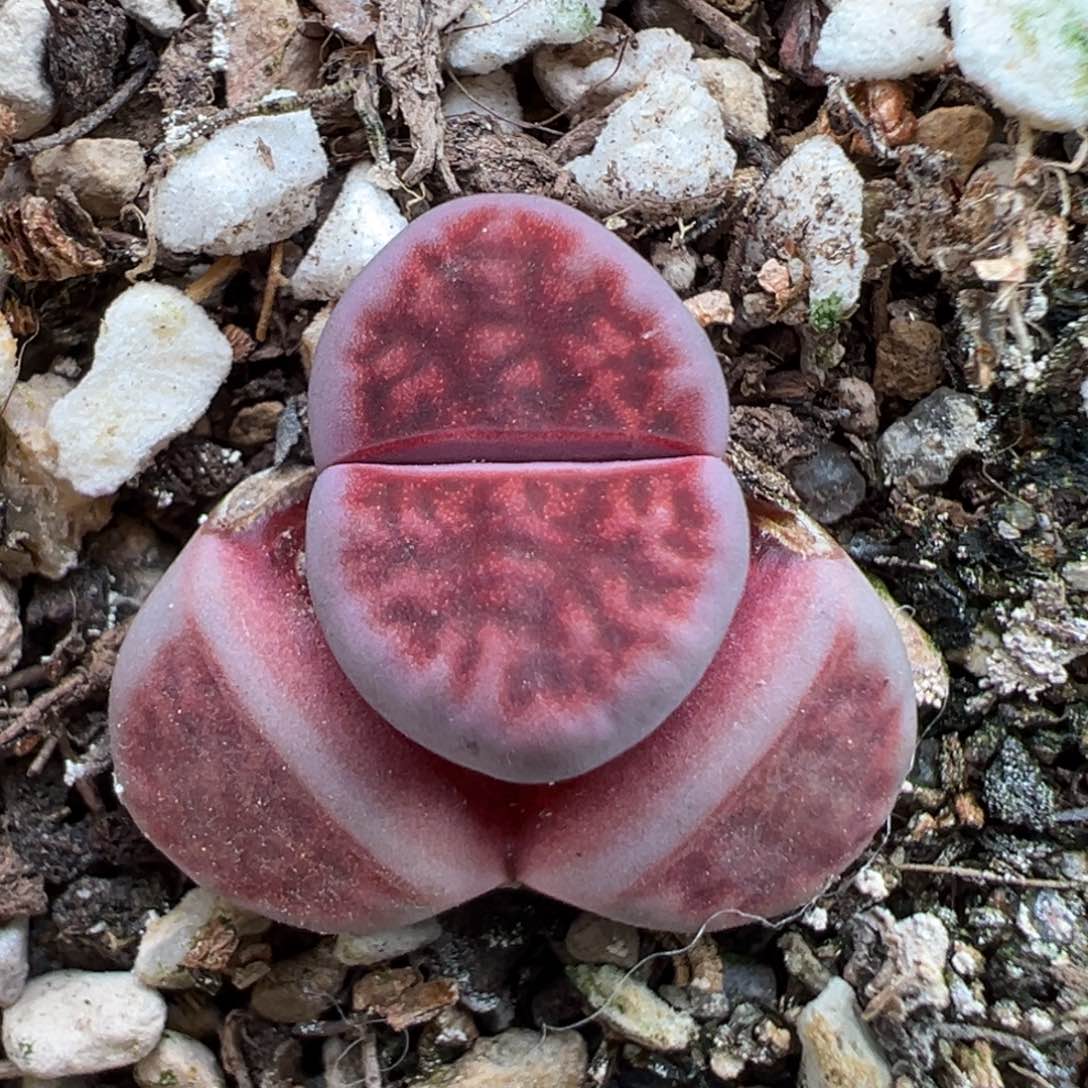 2.14好看的多肉514