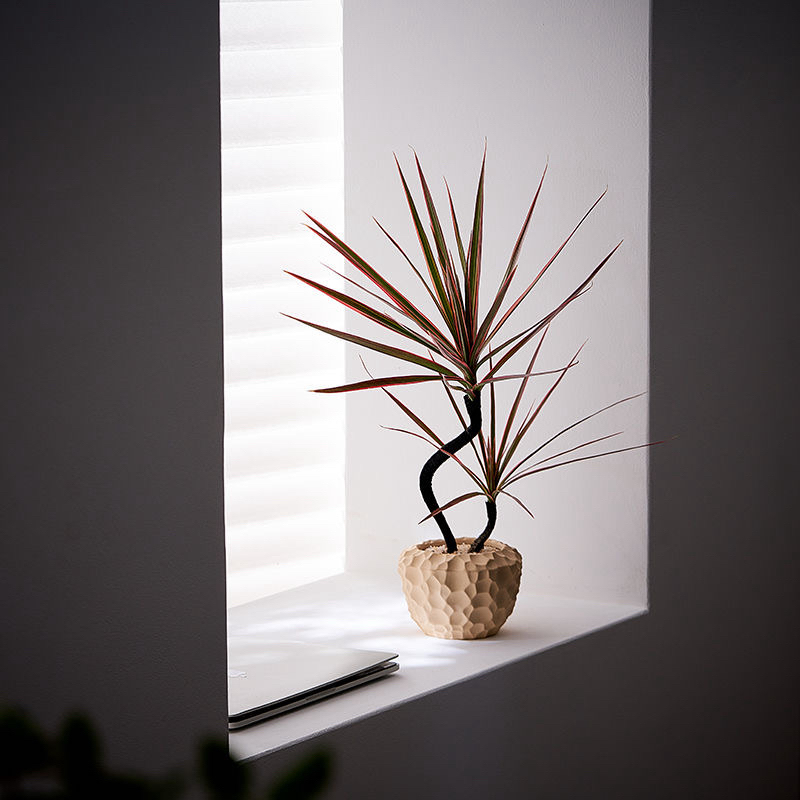 好养土培马尾五彩千年盆栽木水养七彩室内桌摆植物水生绿植水养