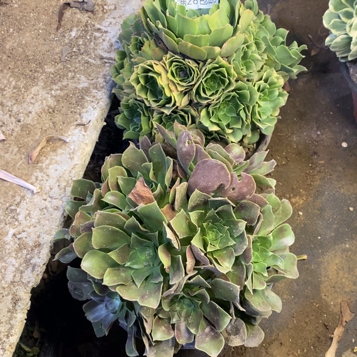 两盆多肉断头不包732