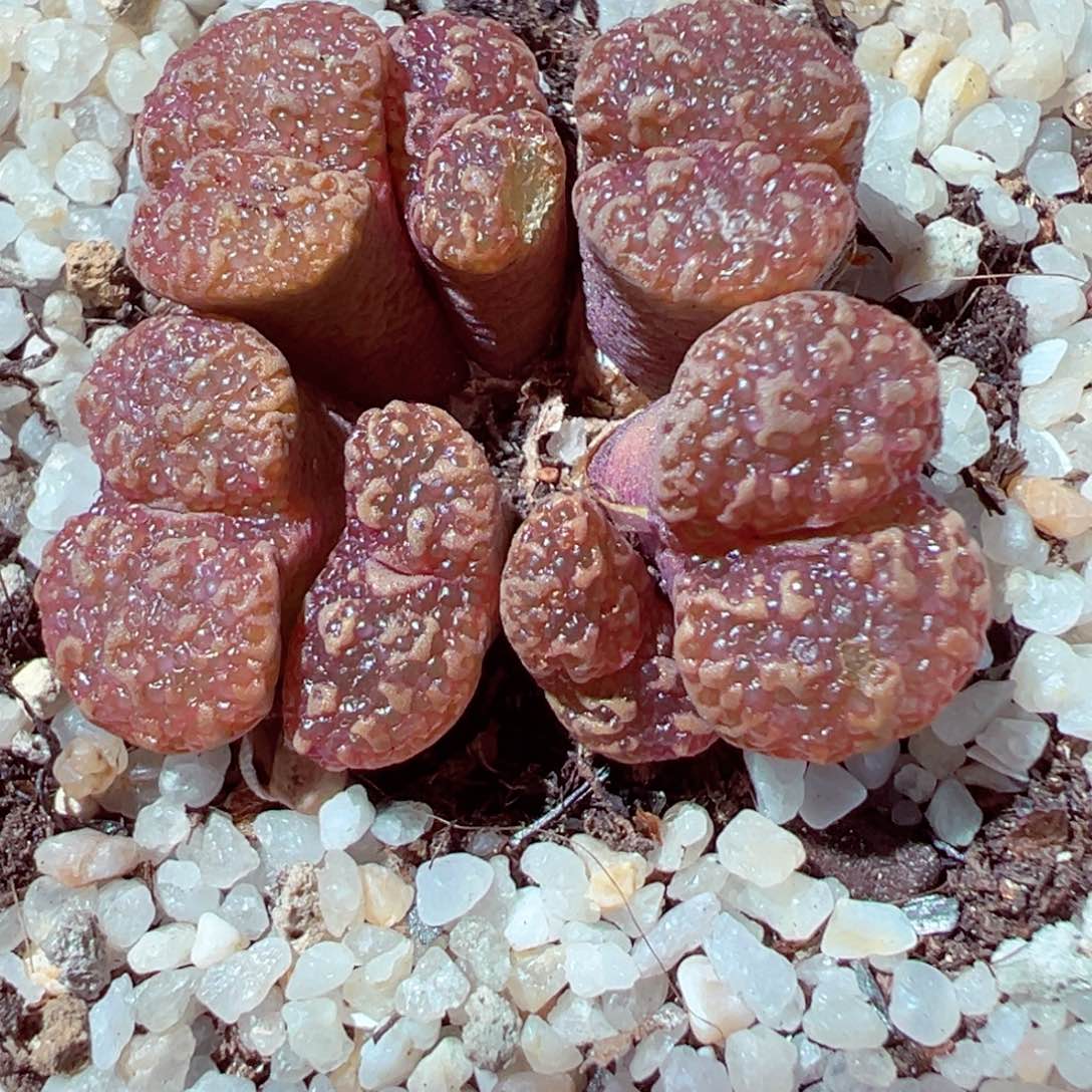 526-268多肉鱼子酱勋章