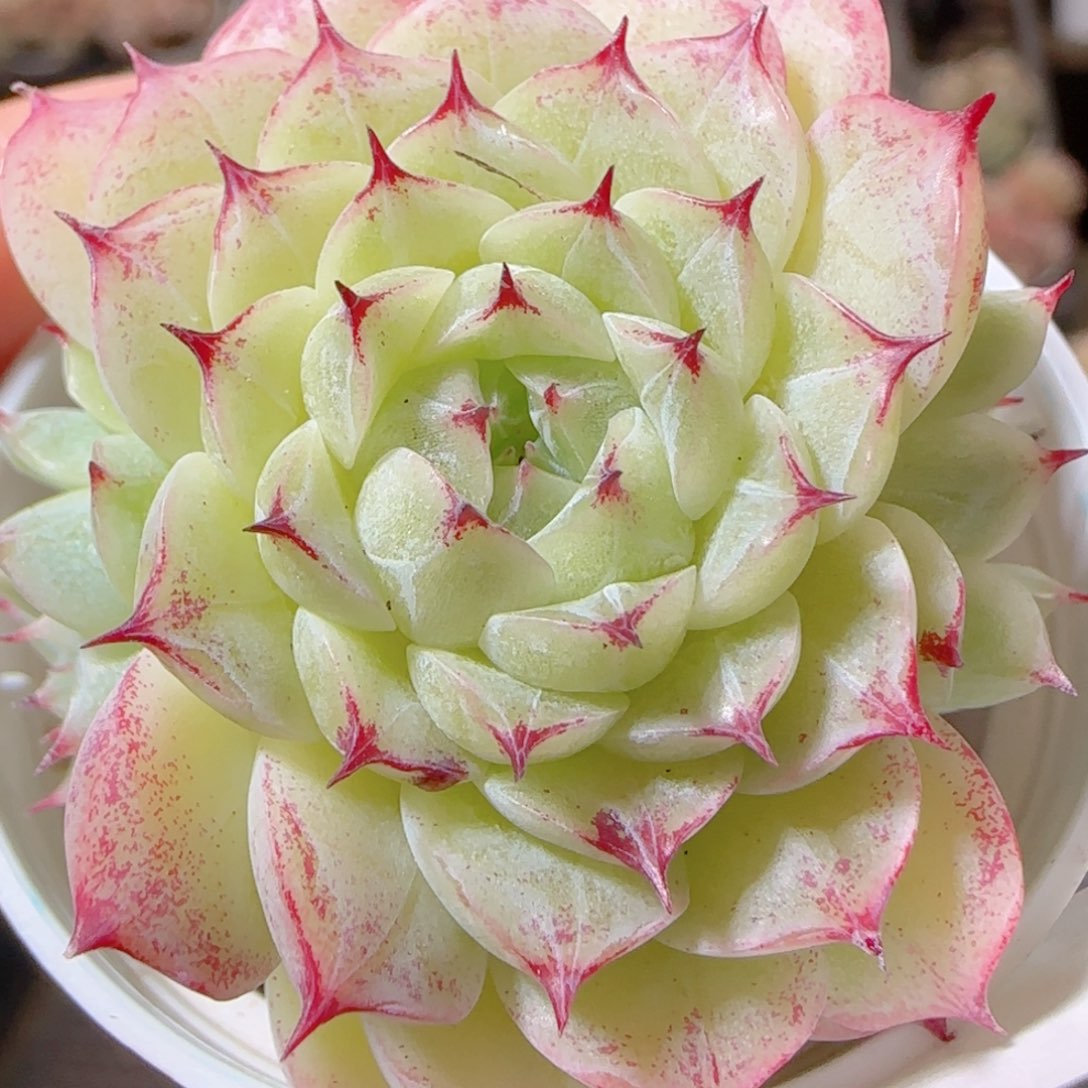 花语多肉1211-78魔仙