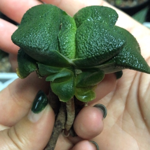 军配蜗牛母本带3侧牙一起