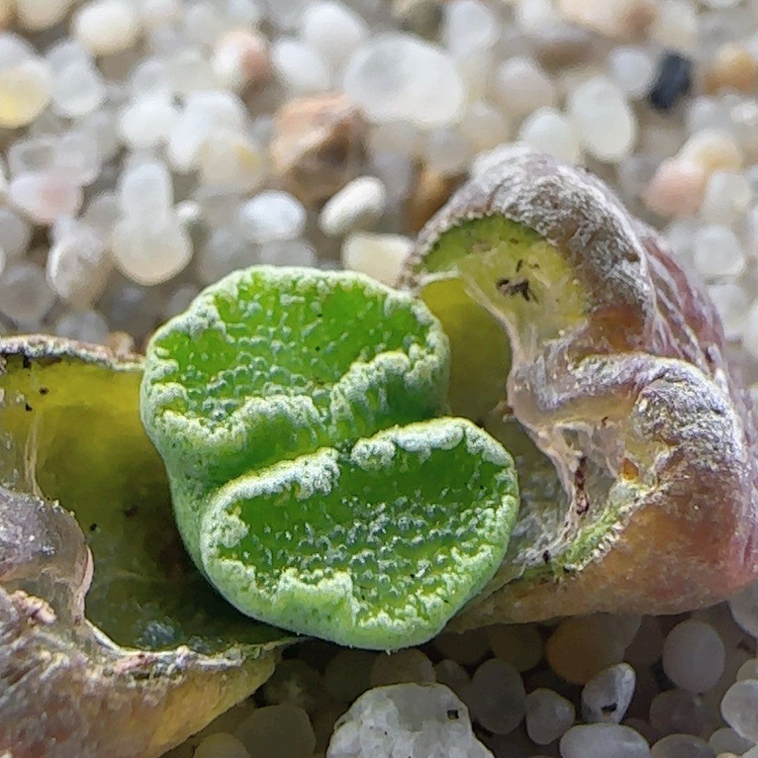 2.26.11/超蝶勋章