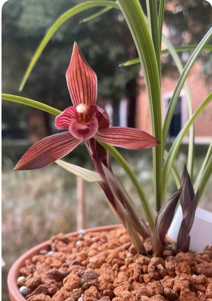 兰之道花卉（兰）（草）一物一拍