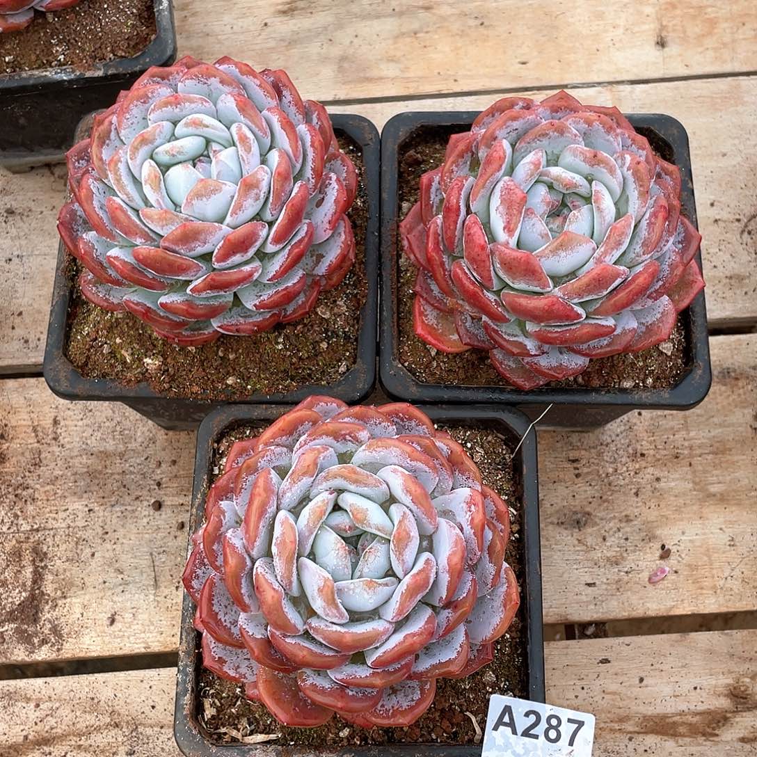 287多肉植物多肉植物