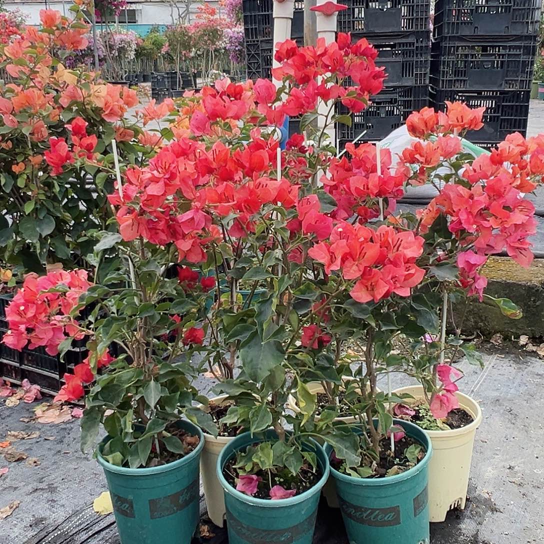 大部分花苞少量开放蒙娜丽沙红日落带竹一颗