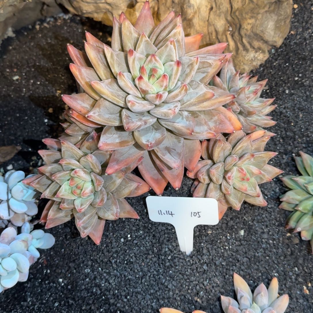 G****一物一拍圣徒母本多肉105