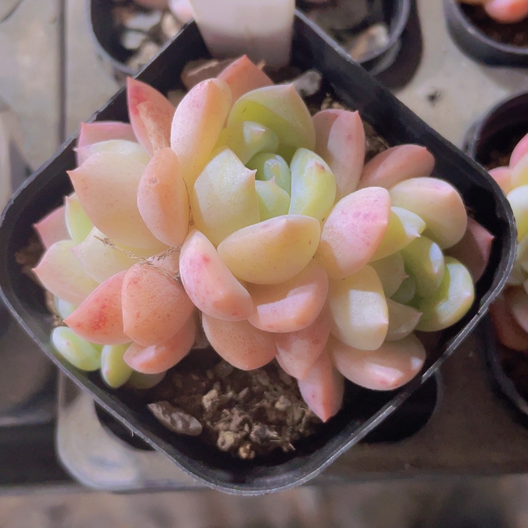 厚梦群e045一物一拍