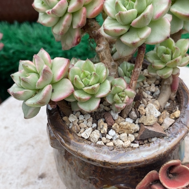 迪亚锦老桩整无砍多肉