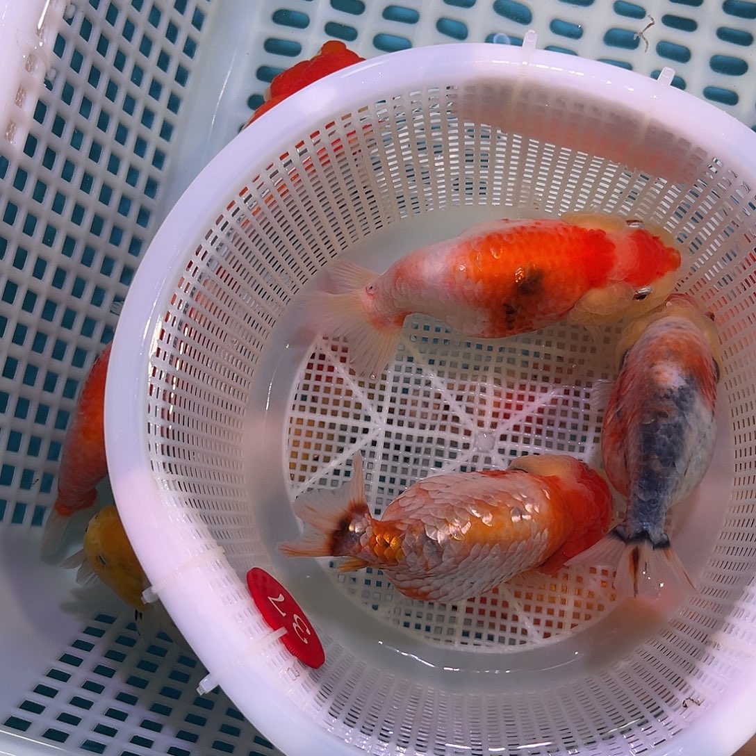 海水鱼兰寿金鱼 四川专拍