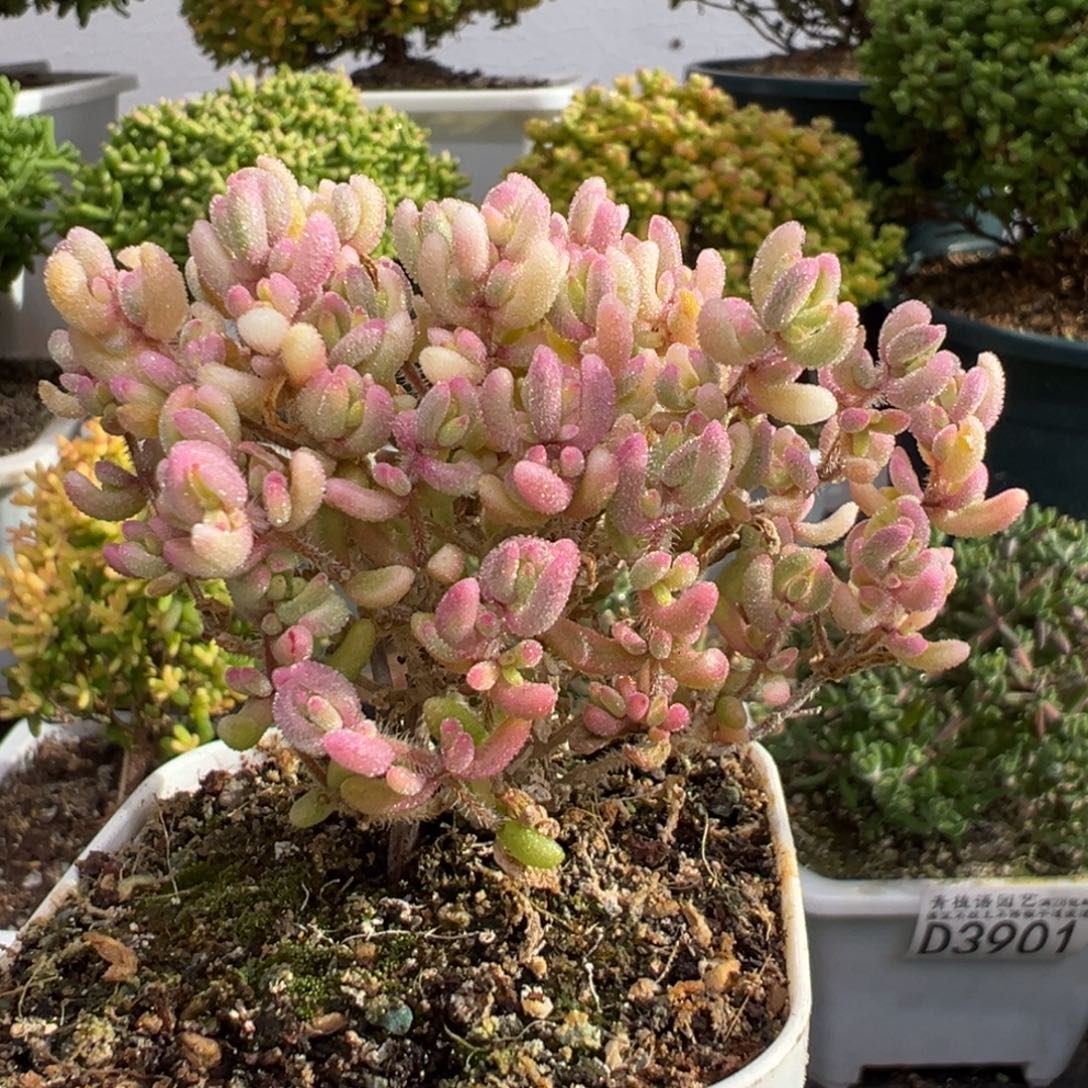 D3917红宝石锦枝干