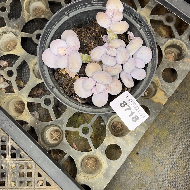 阿雅园艺。        8718奶酪