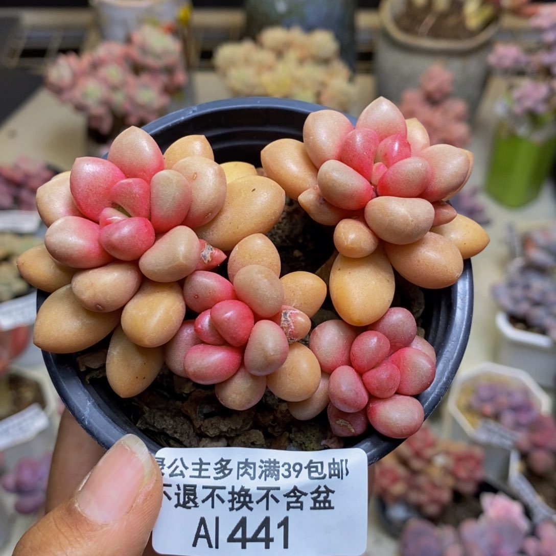 441先锋派多肉7c m