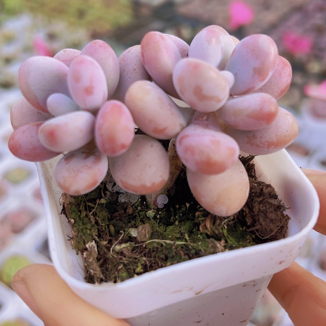 老桩双头亚美桃蛋19包邮