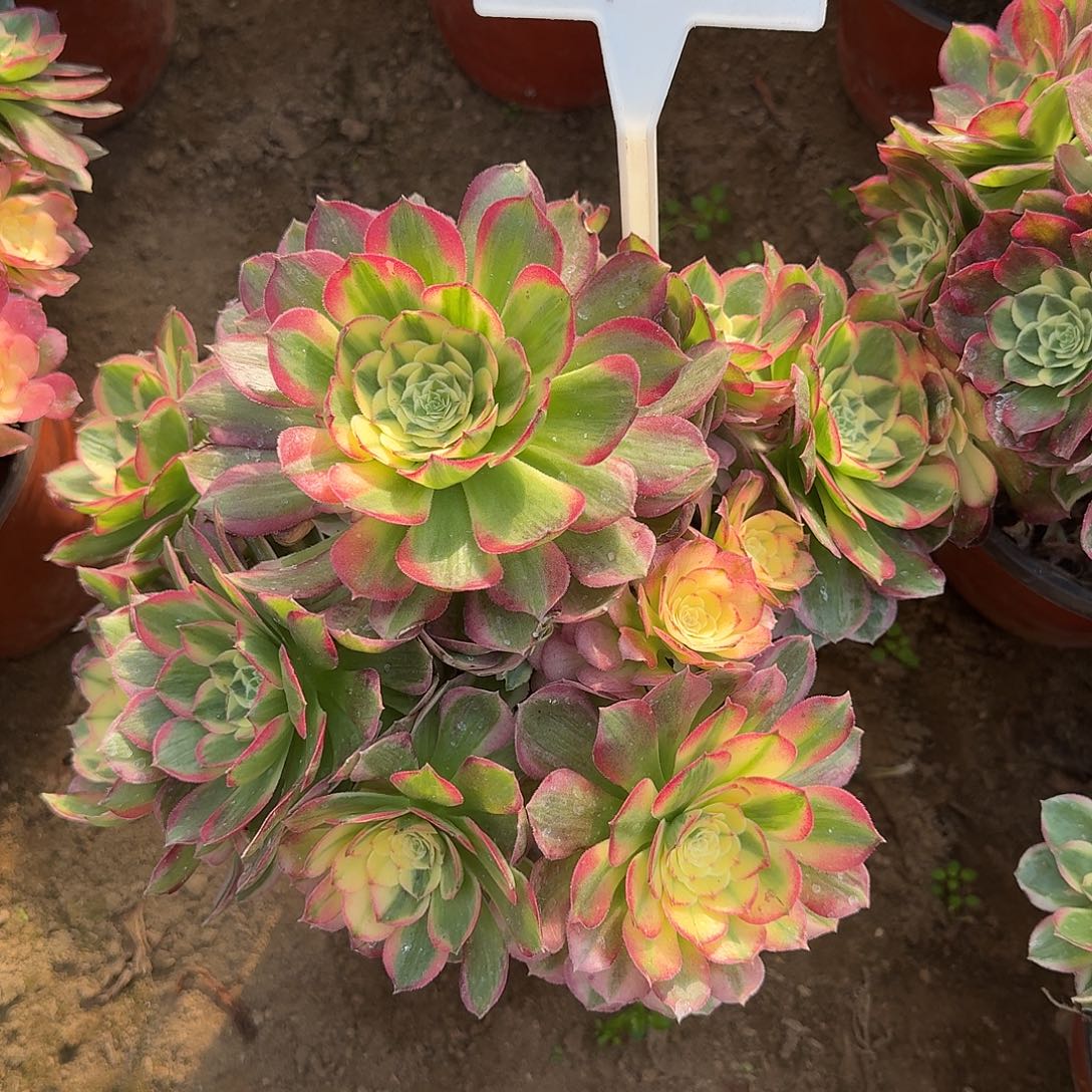 4160海仙多肉法师多肉