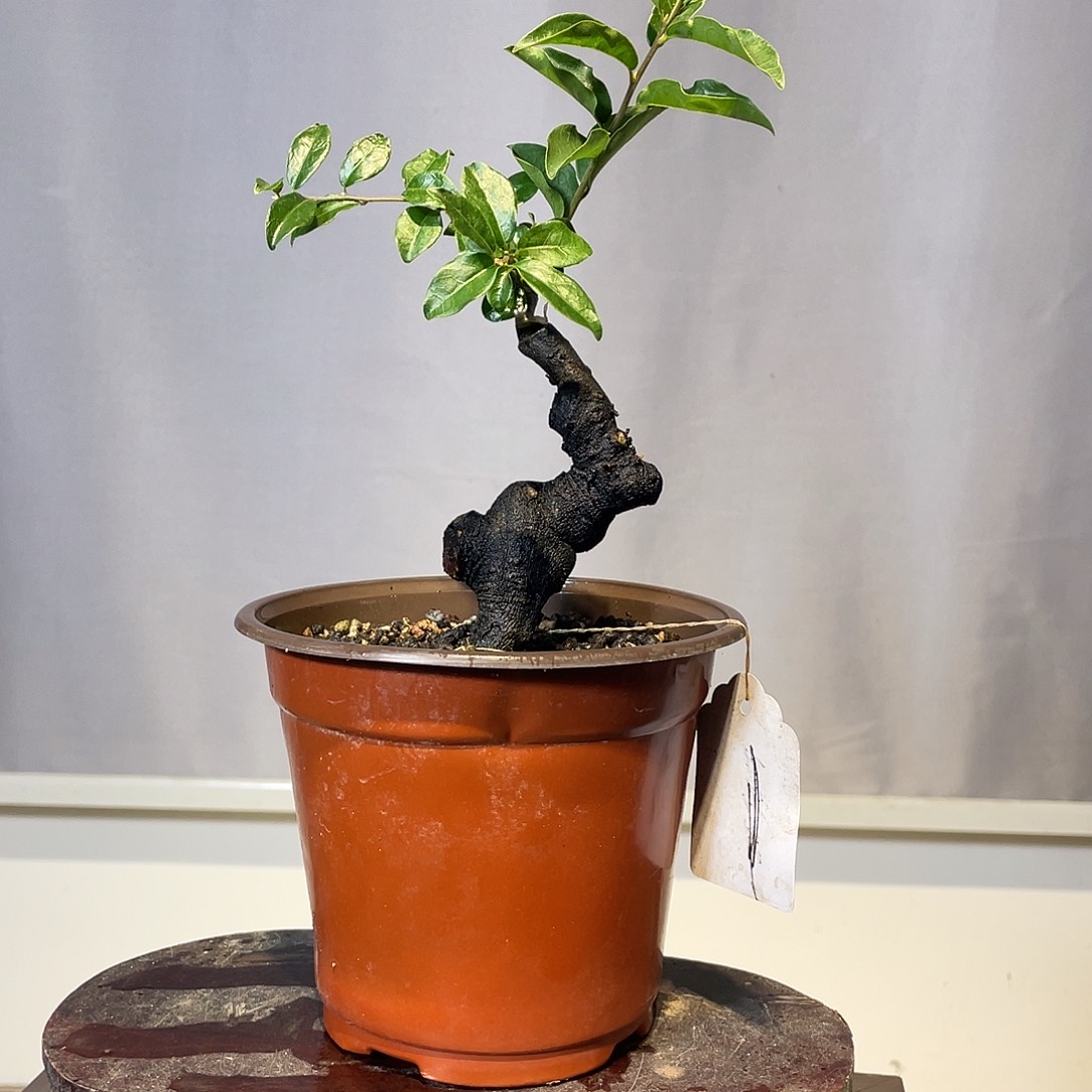 无花朵金弹子一物一拍