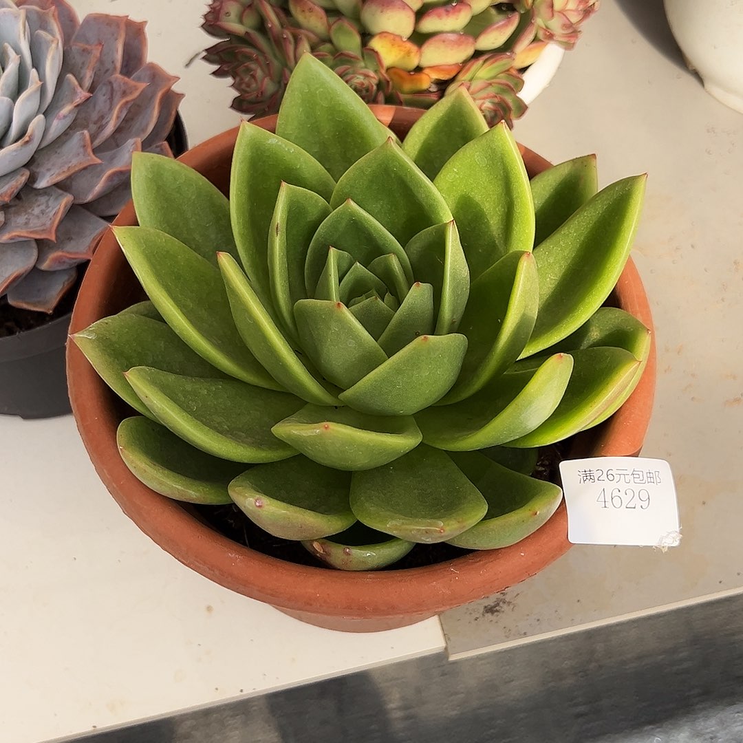 大***王4629翠花多肉植物