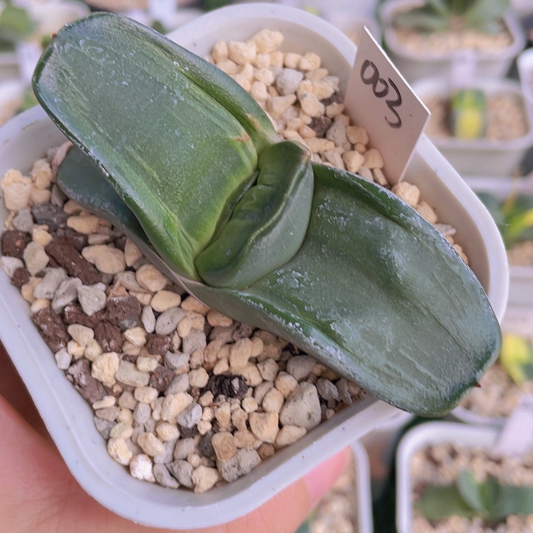 003号脱土发货111