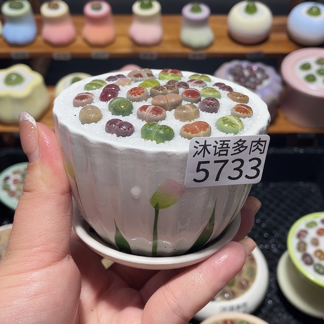 带盆土植物 一物一拍5733