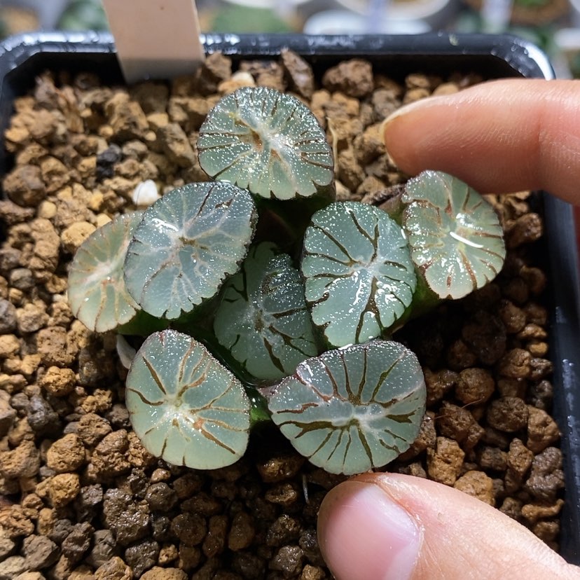 【闪购商品】337变异z1 