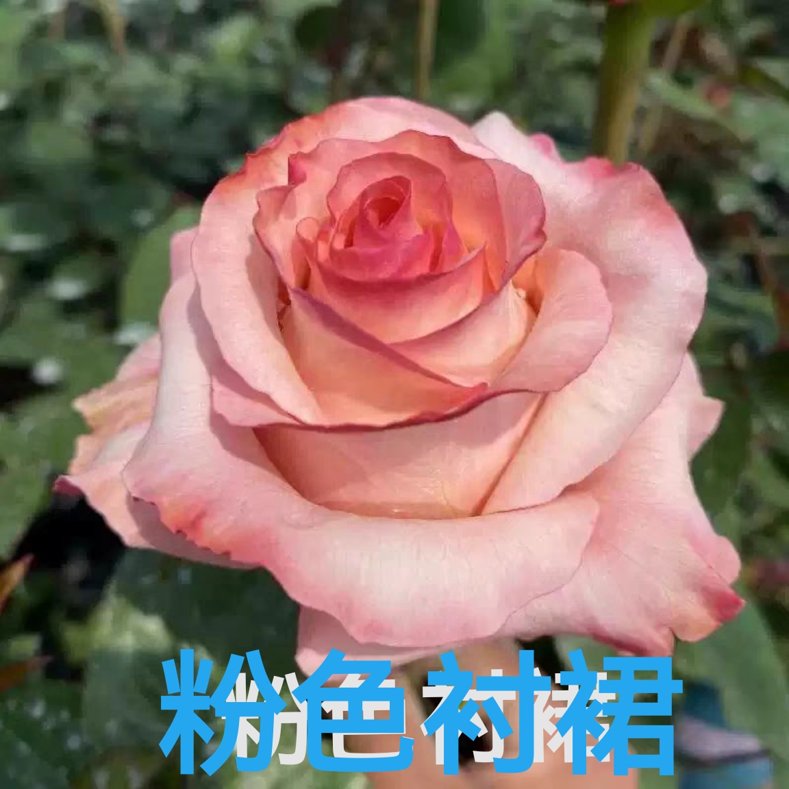 【芊喜花园】  粉衬裙  苗小慎拍 切花高抗浓香月季 实生根接苗