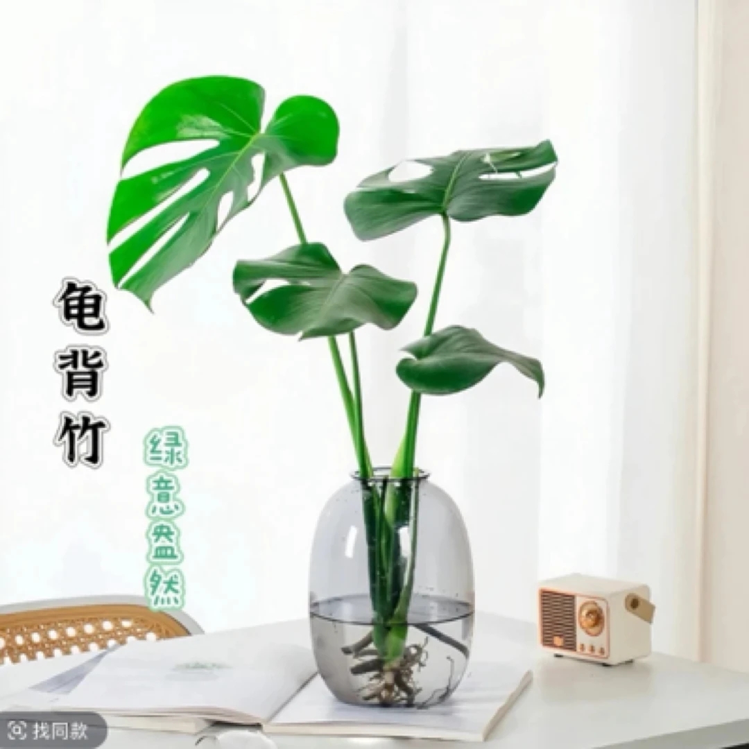 单株老桩龟背竹水培盆栽常绿大叶配灰色塑料大肚瓶