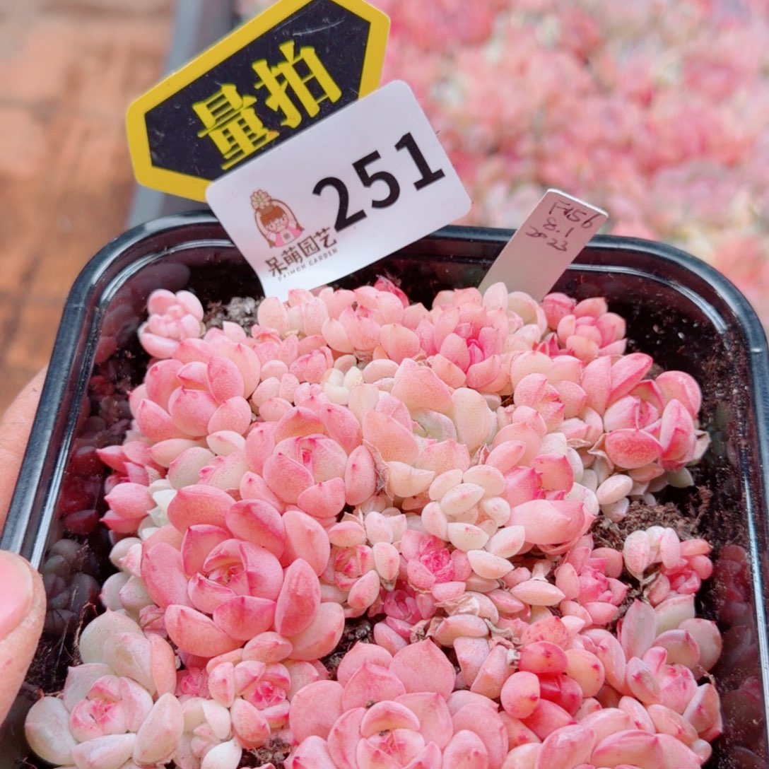 多肉植物多肉植物