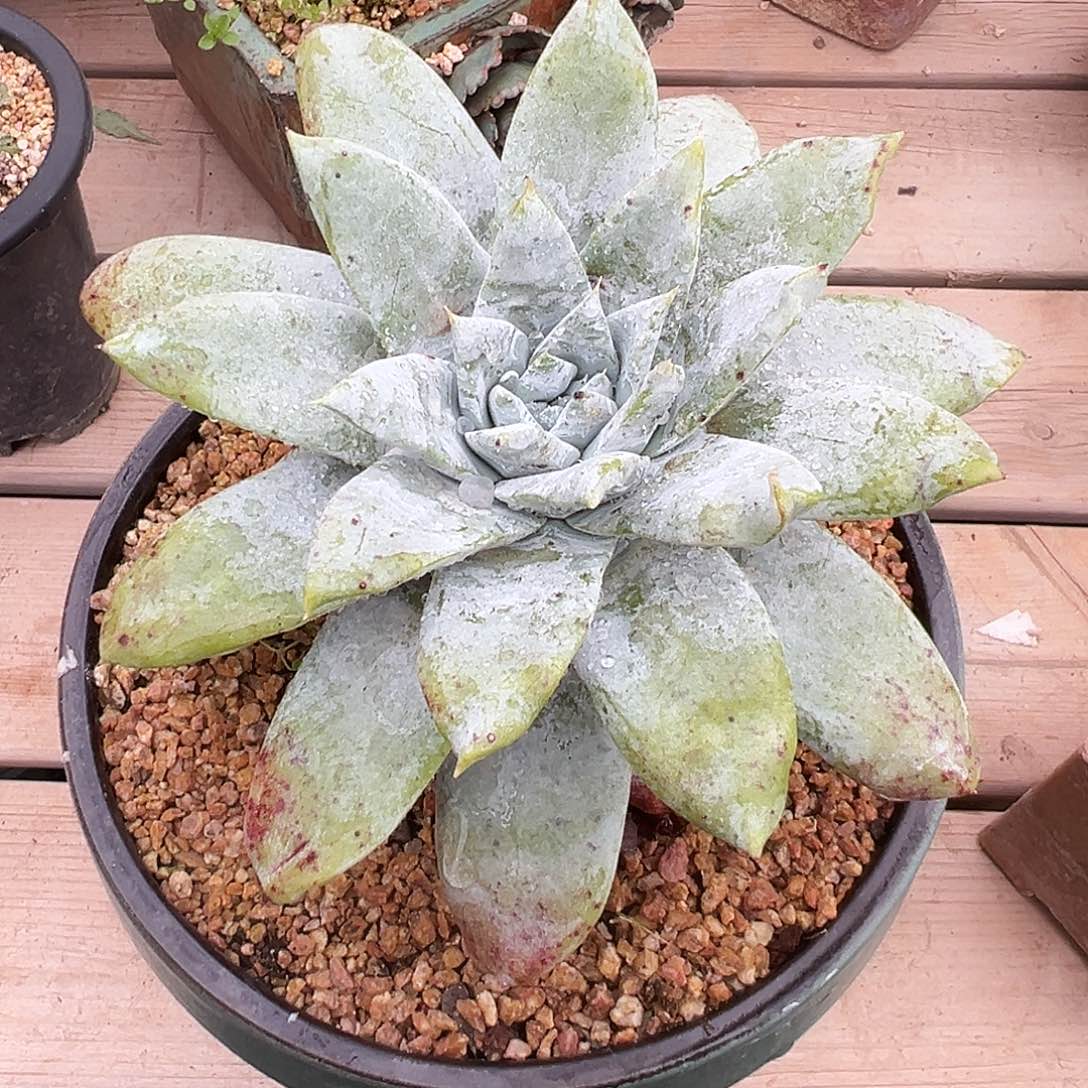 7703雪山仙女杯多肉