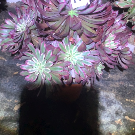 多肉植物173仙子